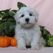 Bichon Frise Puppies💕Delivery possible🌎