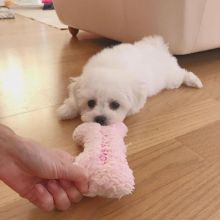 Bichon frise puppies for free adoption