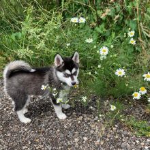 Blue-Eyed Pomsky Puppies Ready For Adoption