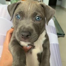 Blue nose American Pitbull terrier pups Available,✿✿