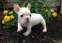 Charming French Bulldog puppies available