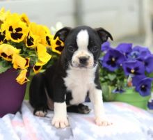 C.K.C MALE AND FEMALE BOSTON TERRIER PUPPIES AVAILABLE