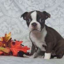 C.K.C MALE AND FEMALE BOSTON TERRIER PUPPIES AVAILABLE💕Delivery possible🌎