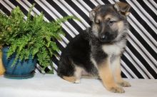 CKCQuality German Shepherd puppies for sale￼💕Delivery possible🌎