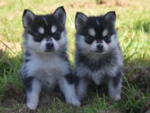 Cute Male and Female Pomsky puppies