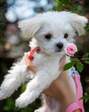 Cute Maltese puppies 🐶 🐕 brookthomas490@gmail.com