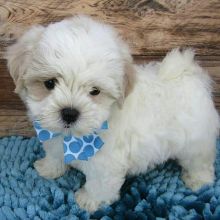 Cute Maltipoo Puppies Are Ready For Rehoming