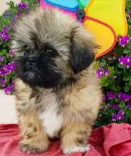 Cute Shitzu puppies for adoption
