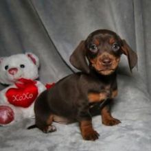 Dachshund puppies are raised💕Delivery possible🌎 Email at ⇛⇛ [peterparkertempleton@gmail.co