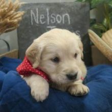 Excellent Golden Retriever PuppiesEmail at ⇛⇛ [brookthomas490@gmail.com]