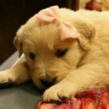 Excellent Golden Retriever PuppiesEmail at ⇛⇛ [peterparkertempleton@gmail.com]