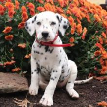 Fantastic Dalmatian puppies male and female for adoption
