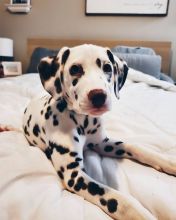 Fantastic Dalmatian puppies male and female for adoption