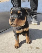 Fantastic Male Female Rottweiler Puppies Now Ready For Adoption