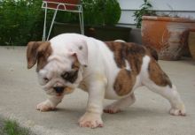 Gorgeous English Bulldog puppies available