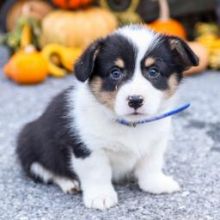 Gorgeous males and females Pembroke Welsh Corgi puppies