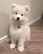 Gorgeous Samoyed Puppies💕Delivery possible🌎 Email at ⇛⇛ [peterparkertempleton@gmail.com]