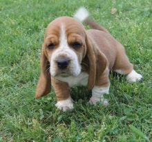 Healthy Basset Hound puppies available.💕Delivery possible🌎