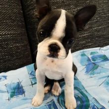Healthy Boston Terrier Puppies Available Now
