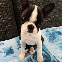 Healthy Boston Terrier Puppies Available Now