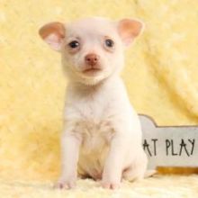 Healthy Chihuahua pups ready for new 🏡 Email at ⇛⇛ [brookthomas490@gmail.com]