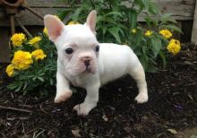 Healthy French Bulldog Puppies Available brookthomas490@gmail.com