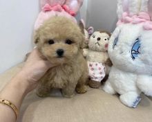 Home Raised Toy Poodle puppies available✿✿
