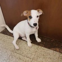 Jack russel puppies male and female💕Delivery possible🌎