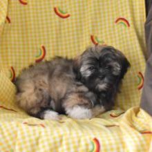 Kc Parti Lhasa Apso Puppies Ready EMAIL AT ⇛⇛ [brookthomas490@gmail.com]