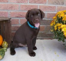 Labrador Retriever pups for sale.Email at ⇛⇛ [brookthomas490@gmail.com]