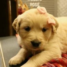 Male and female Golden Retriever puppies available