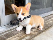 Male and Female Pembroke Welsh Corgi Puppies💕Delivery possible🌎