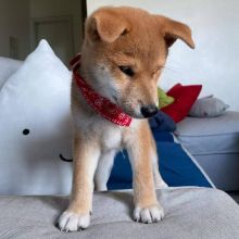 Male and female Shiba Inu puppies