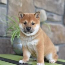 Male and female Shiba Inu puppies✿✿ Email at ⇛⇛ [brookthomas490@gmail.com]