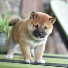 Male and female Shiba Inu puppies💕🌎✿✿ Email at ⇛⇛ [peterparkertempleton@gmail.com