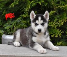 Male and Female Siberian Husky Puppies￼￼❤️❤️