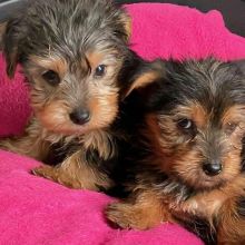 Male and Female Yorkie Puppies for adoption