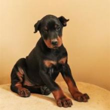 Miniature doberman pinscher puppies ready Email at ⇛⇛ [brookthomas490@gmail.com]