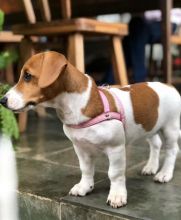 MINIATURE JACK RUSSELL TERRIER PUPPIES