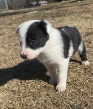 Registered Ckc Male Female Border Collie Puppies