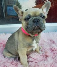 Registered Pedigree French Bulldog Puppies Available