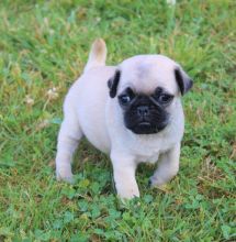 Registered Pedigree Pug Puppies Available
