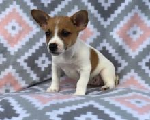 Remarkable Jack Russell Terrier Puppies Available