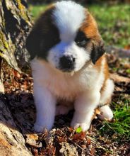 Remarkable Saint Bernard Puppies Available