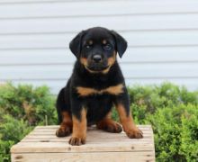 Stunning Male and Female Rottweiler Puppies available for adoption