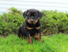 Stunning Male and Female Rottweiler Puppies available for adoption
