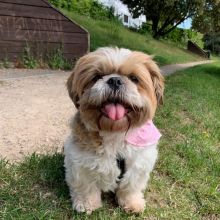 Stunning Shih Tzu Puppies For Adoption