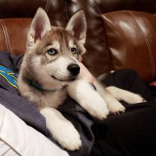 Top quality male and female Siberian Husky puppies.