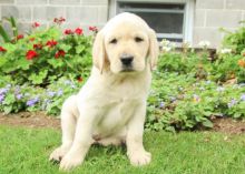 Two Lovely Labrador retriever puppies available Email at ⇛⇛[peterparkertempleton@gmail.com]