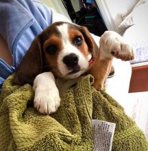 Wonderful Sweet Beagle Puppies male and female puppies